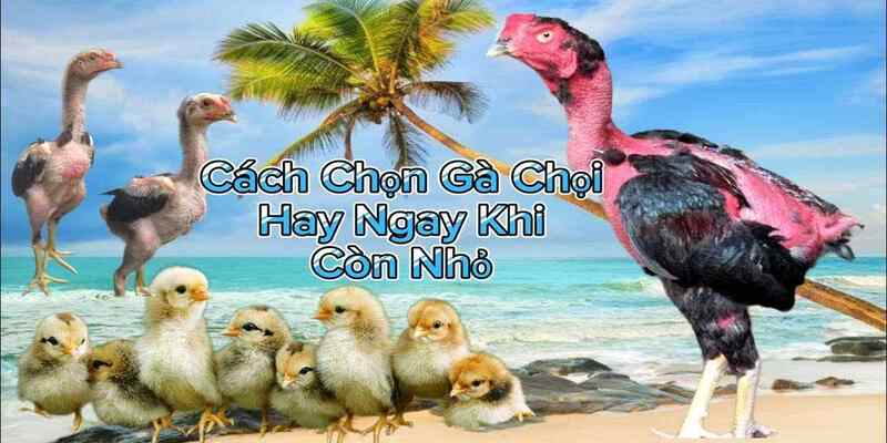 Việc biết cách chọn gà chọi mang đến cho anh em nhiều lợi ích