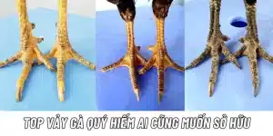 Xem vảy gà là gì và các định nghĩa liên quan